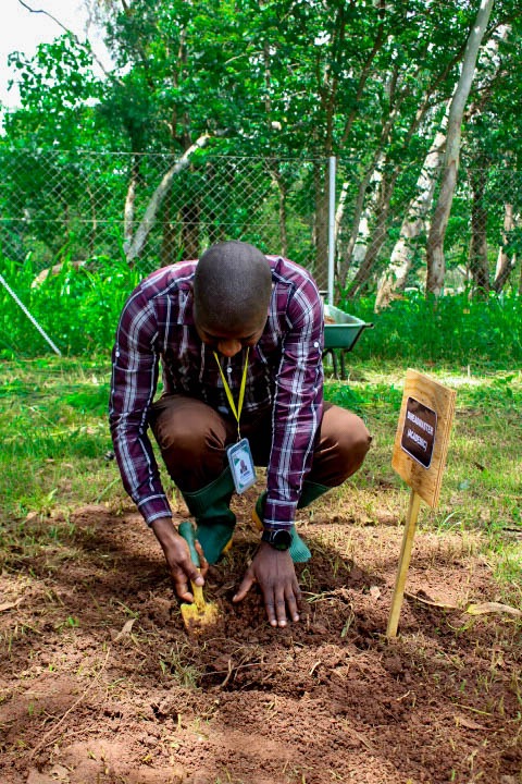 Kamuzu Academy Annual Tree Planting exercise 2025 - Image 15